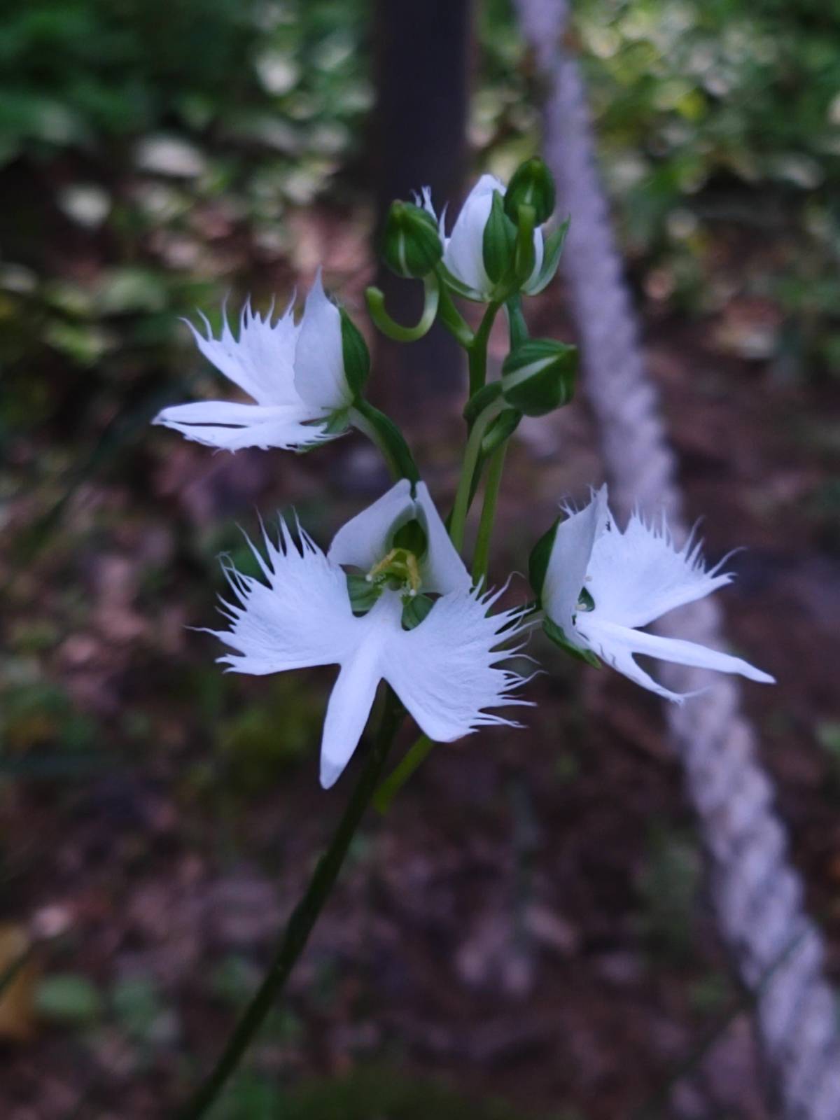 꽃이 피고는 훨훨 나는 새를 닮은 해오라비난초