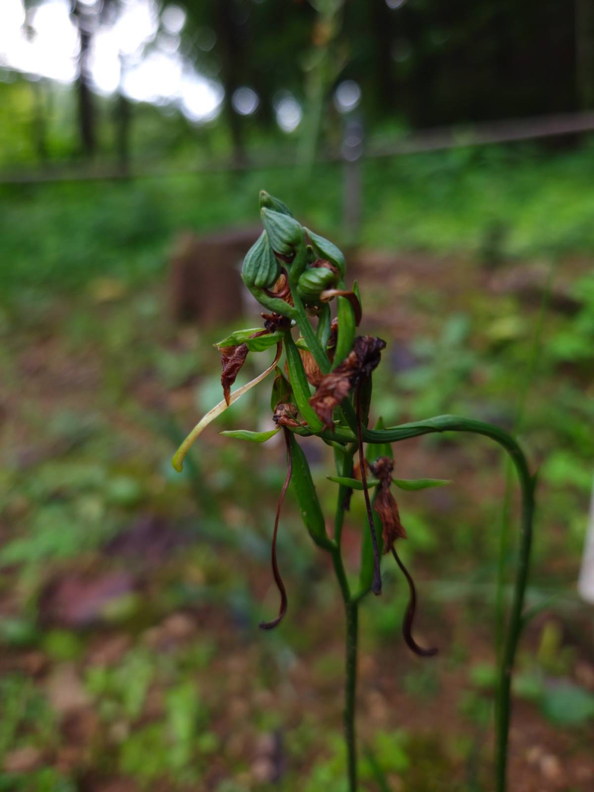 이제 화려함은 사라졌지만 열매를 맺는 성숙의 과정이니까 괜찮다.