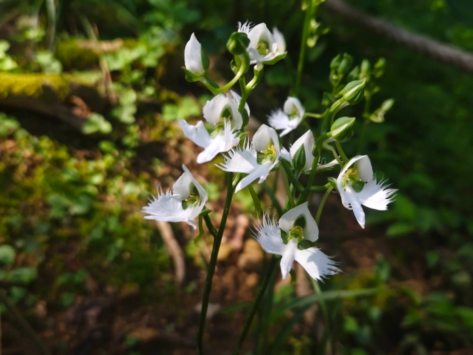 한창 미모가 절정이던 8월 중순의 해오라비난초
