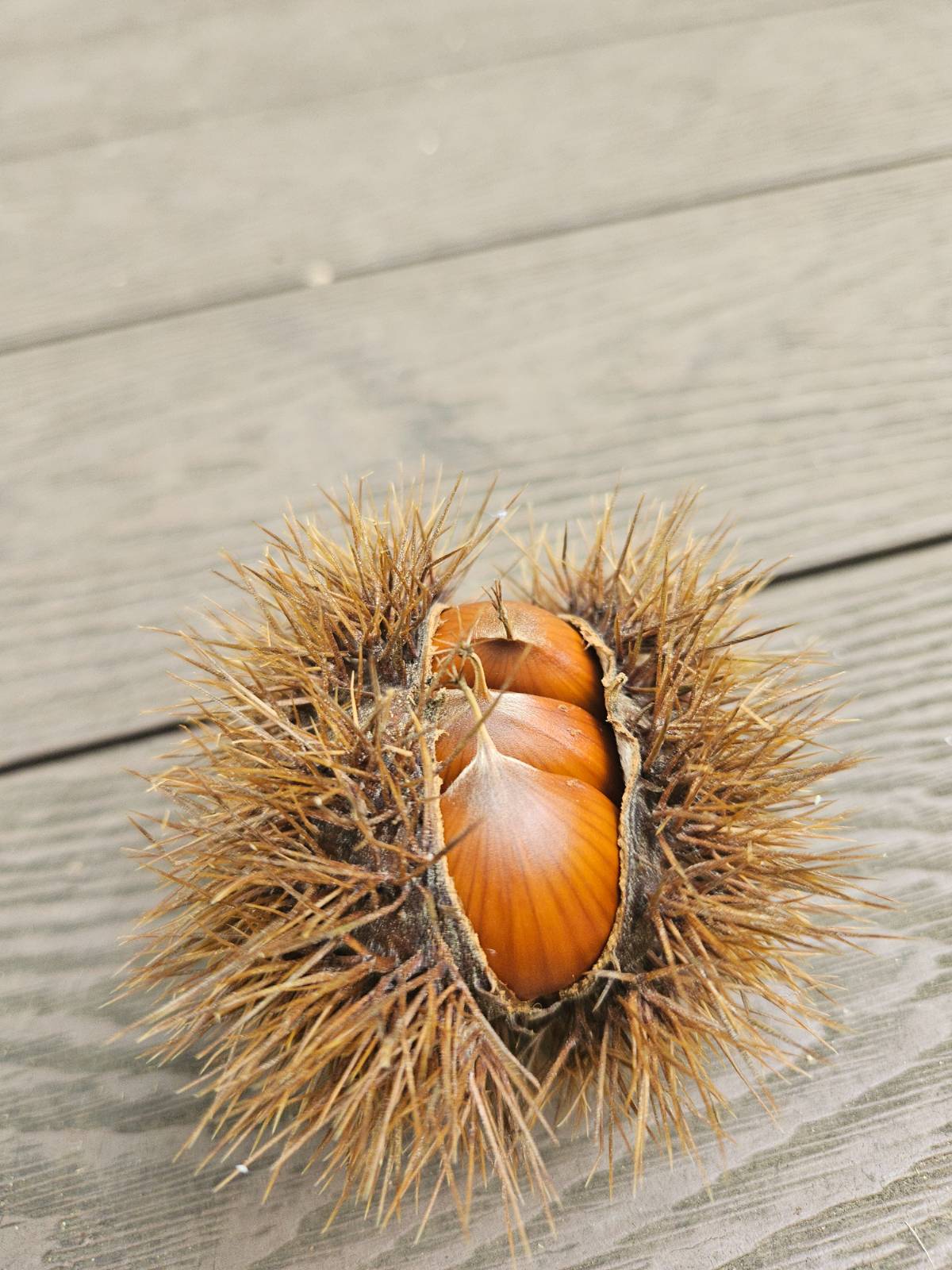 벌써 밤이 익어 떨어집니다. 곧 저의 계약도 종료되겠지요 ㅎㅎ