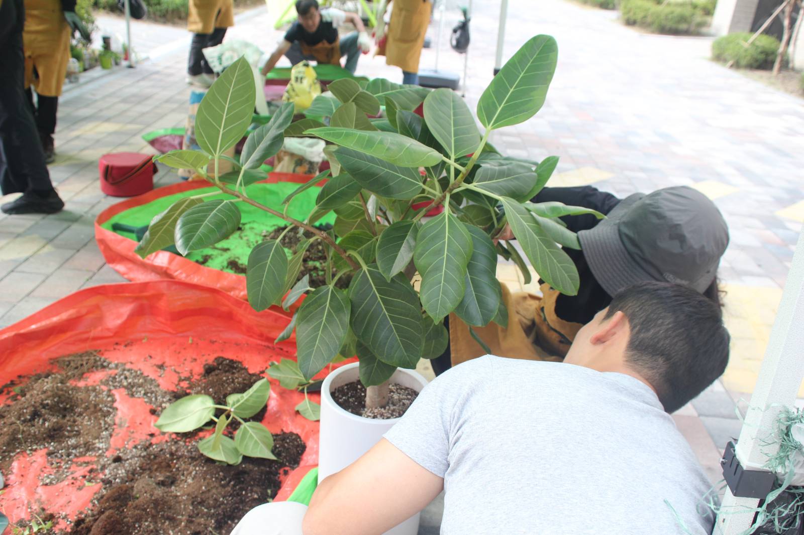 이 화분이 그 레옹의 화분