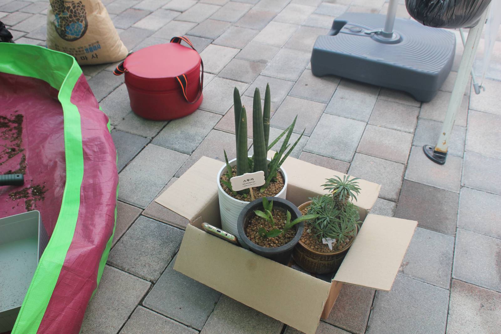 야무지게 분갈이를 마친 화분들