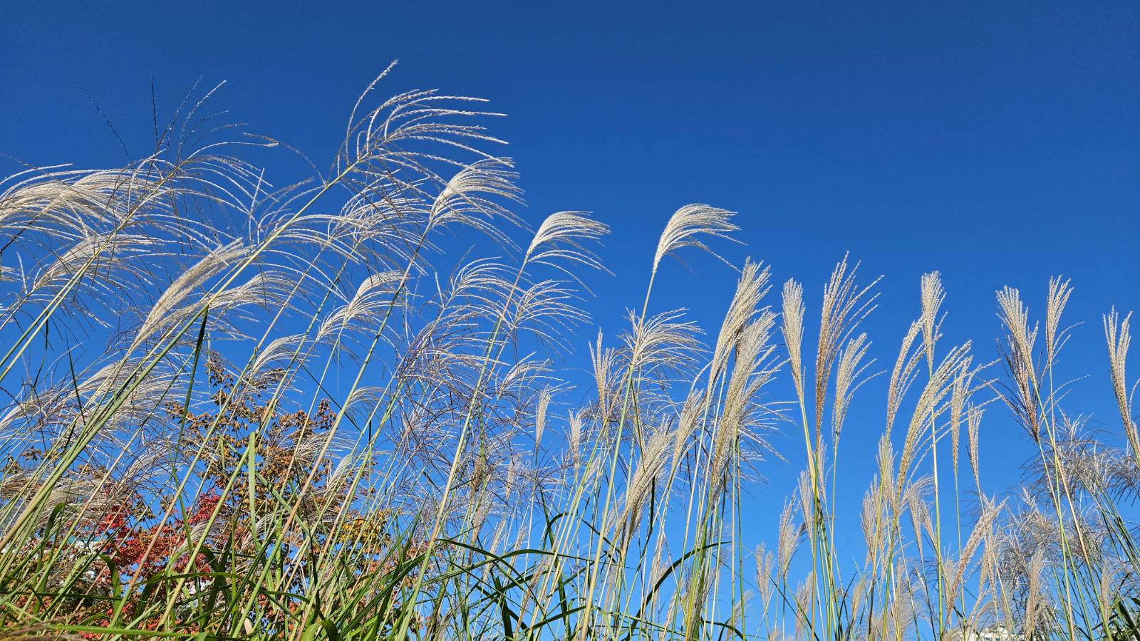 [이 계절 이 식물] 선을 좋아하시나요?의 썸네일 이미지