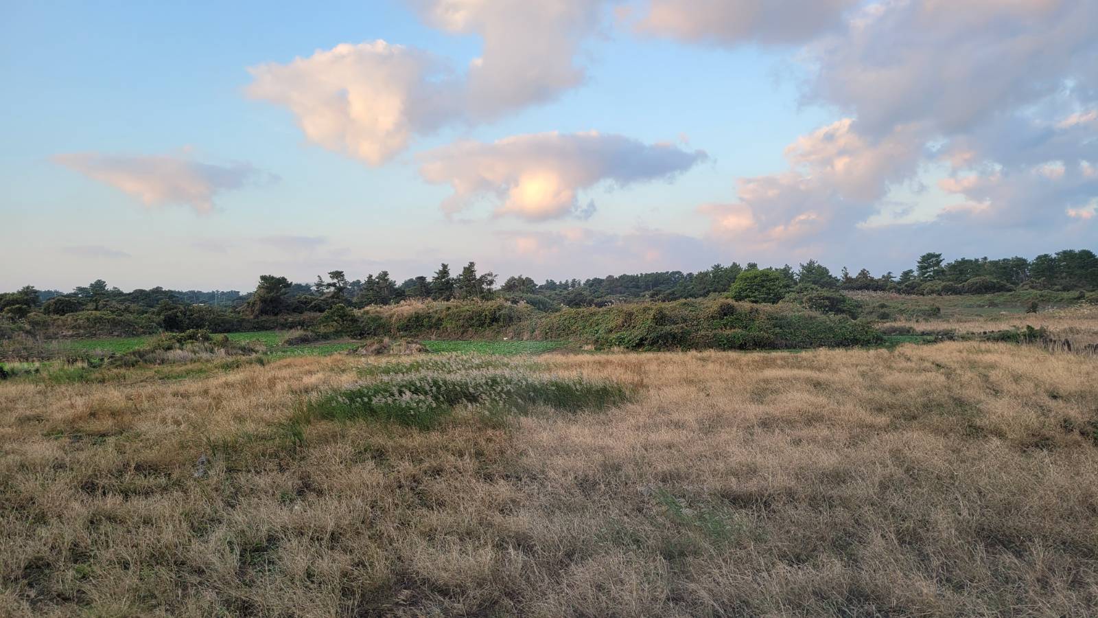 동영상으로 전달하지 못해 아쉬운 억새 파도가 이곳에 있었다.