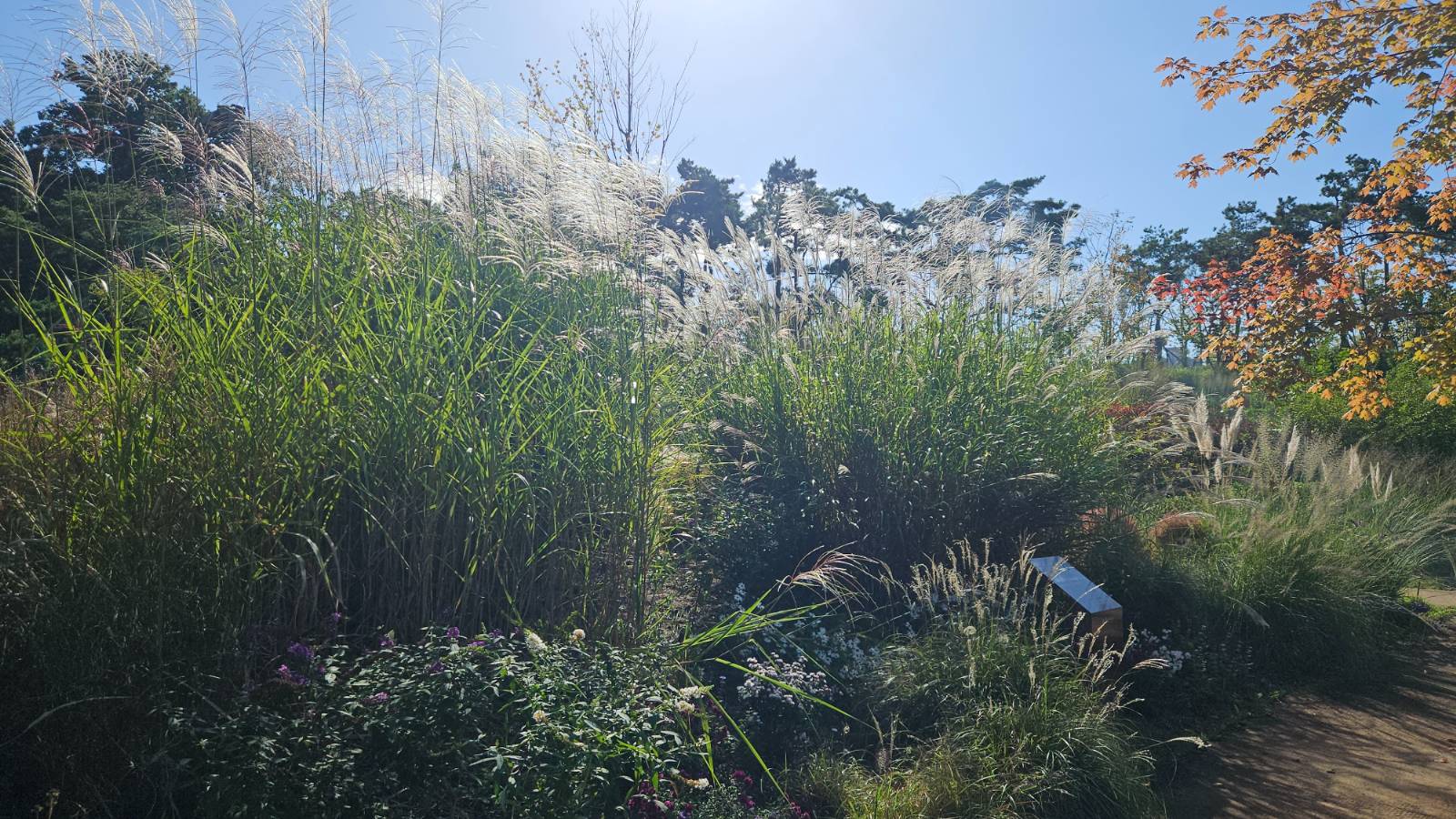 가을 빛에 부서지고 바람에 또다시 휘둘리는 그라스를 보고 있으면 절로 명상이 된다.