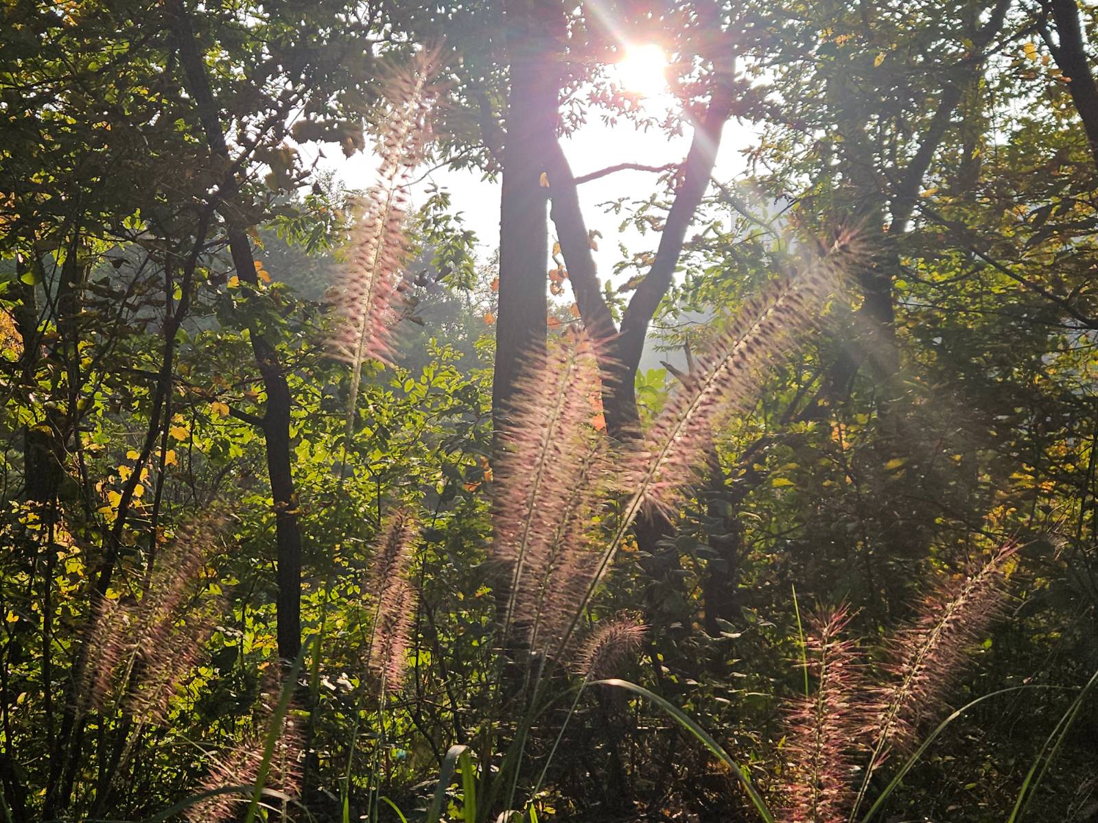 늦은 오후 빛을 받은 수크령은 그냥.. 영화 같습니다.