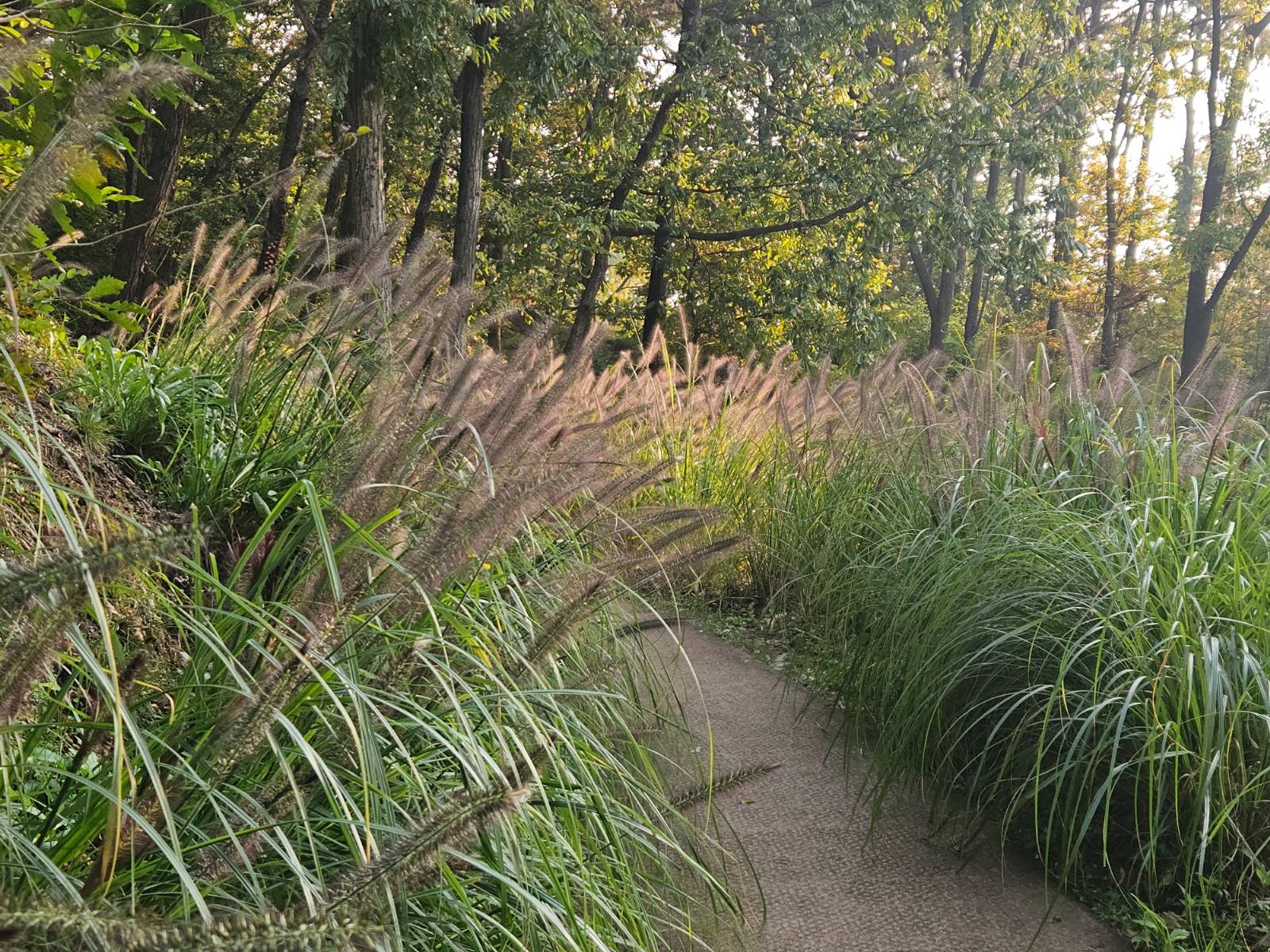 이 친구가 바로 수크령입니다!