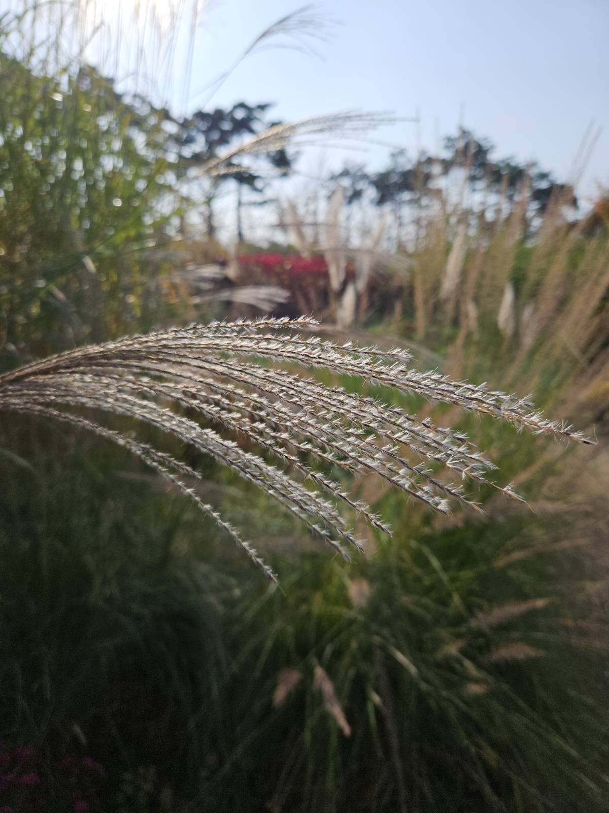 머리를 잘 빗은 억새