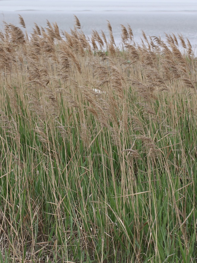 빗겨주고 싶은 갈대