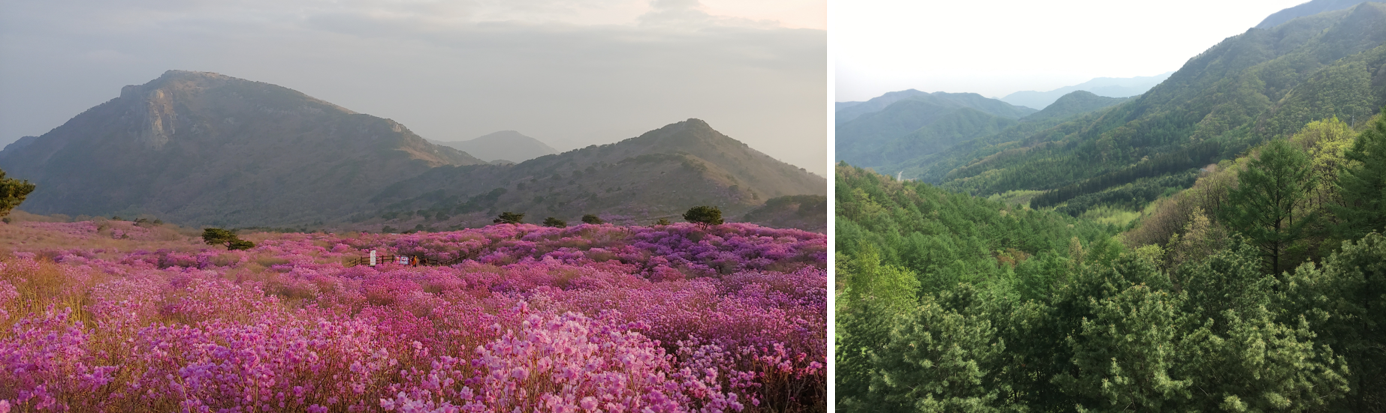 세상 가장 드넓은 철쭉 매트가 깔렸던 황매산(왼쪽), 자라나는 새싹잎이 아름답게 보이는 봄산(오른쪽)