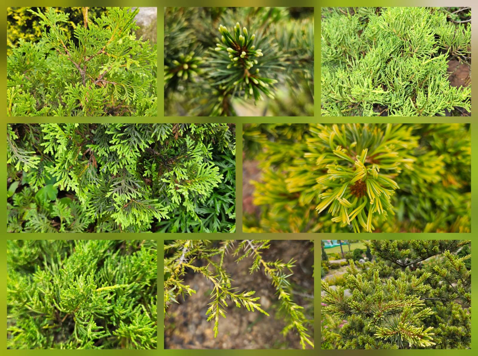 도감의 한 페이지 같은 이 사진들은 올여름 내 갤러리를 잠식했던 침엽수들이다. 다시 봐도 쉽지 않다.