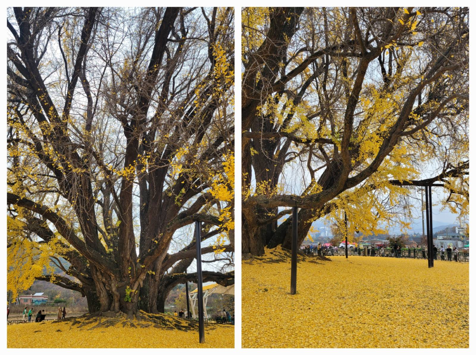 2023.11.4 반계리 은행나무를 처음 만났던 날