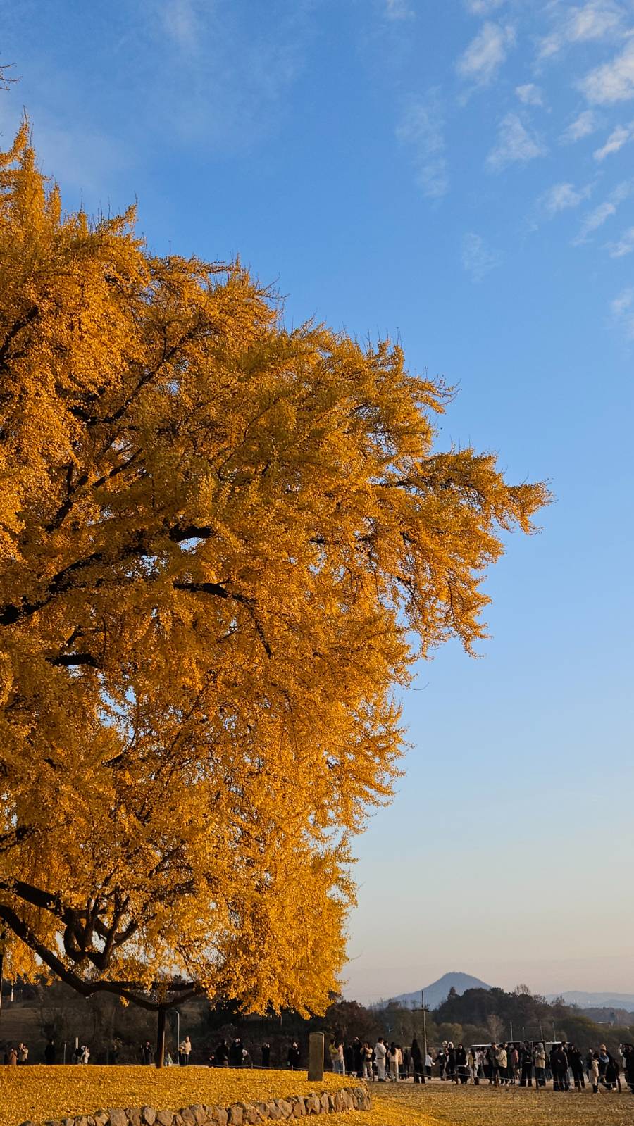 거대한 나무 밑 오종종 서 있는 인간들이 귀엽습니다.