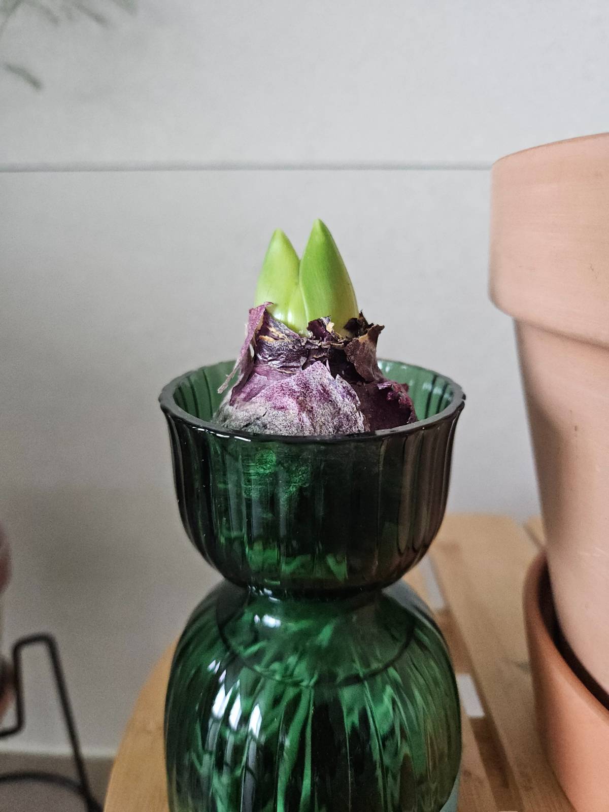 지난 12월, 화병에 수경재배한 히아신스는 무럭무럭 자라났다.