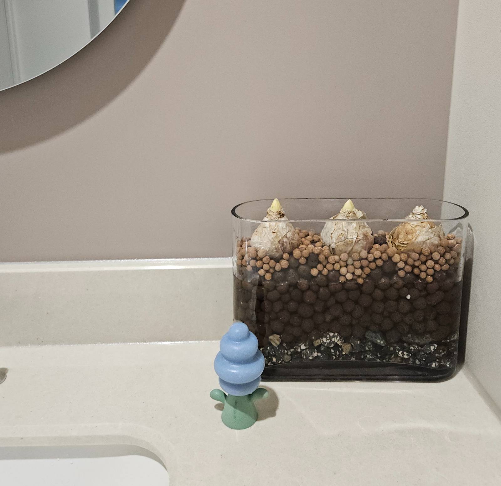 새롭게 심어본 히아신스 3형제, 꽃망울이 터지면 소식 전할게요~!