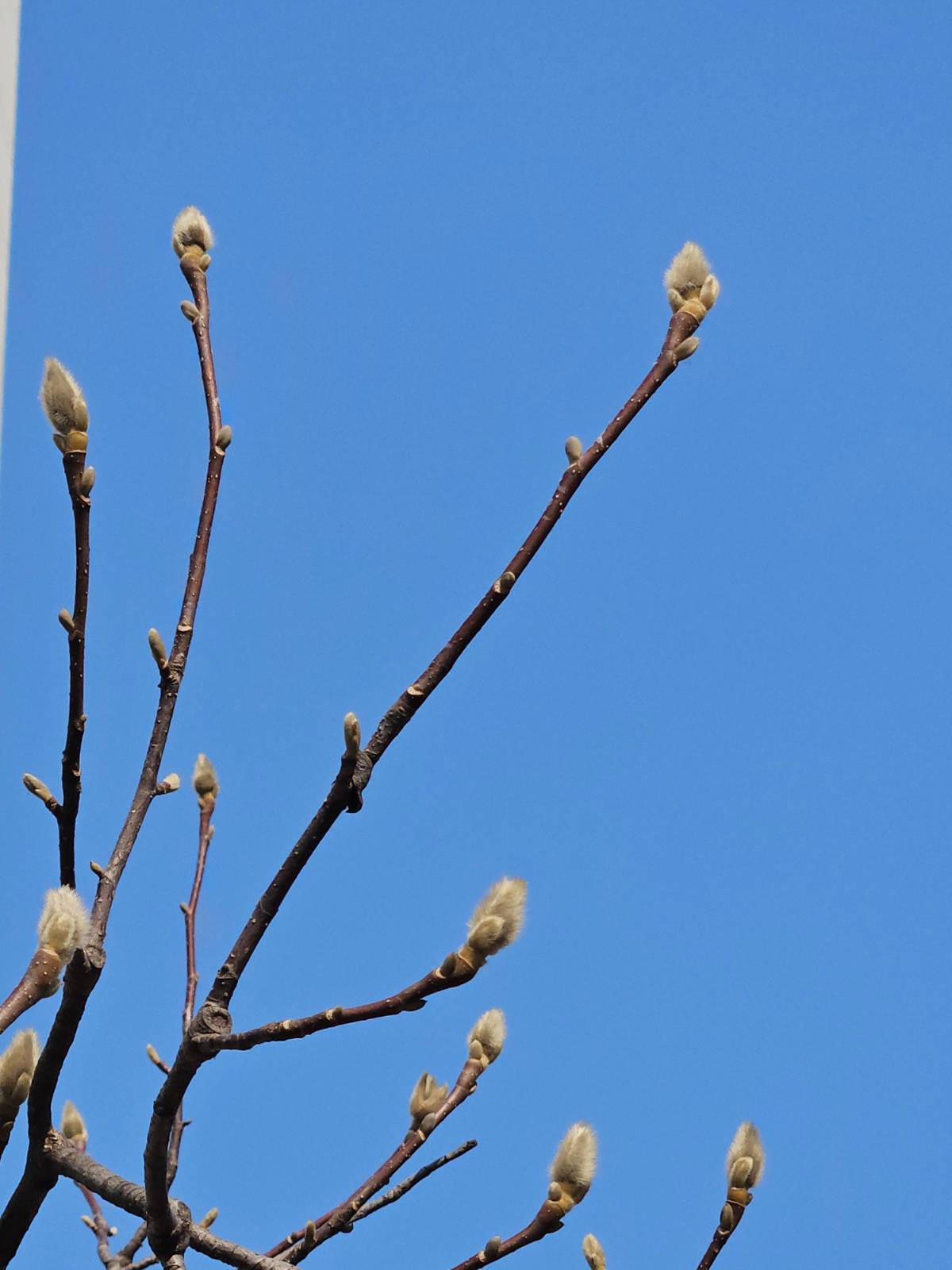 커다란 불꽃이 꽃눈 그 아래 작은 눈이 잎눈이랍니다!