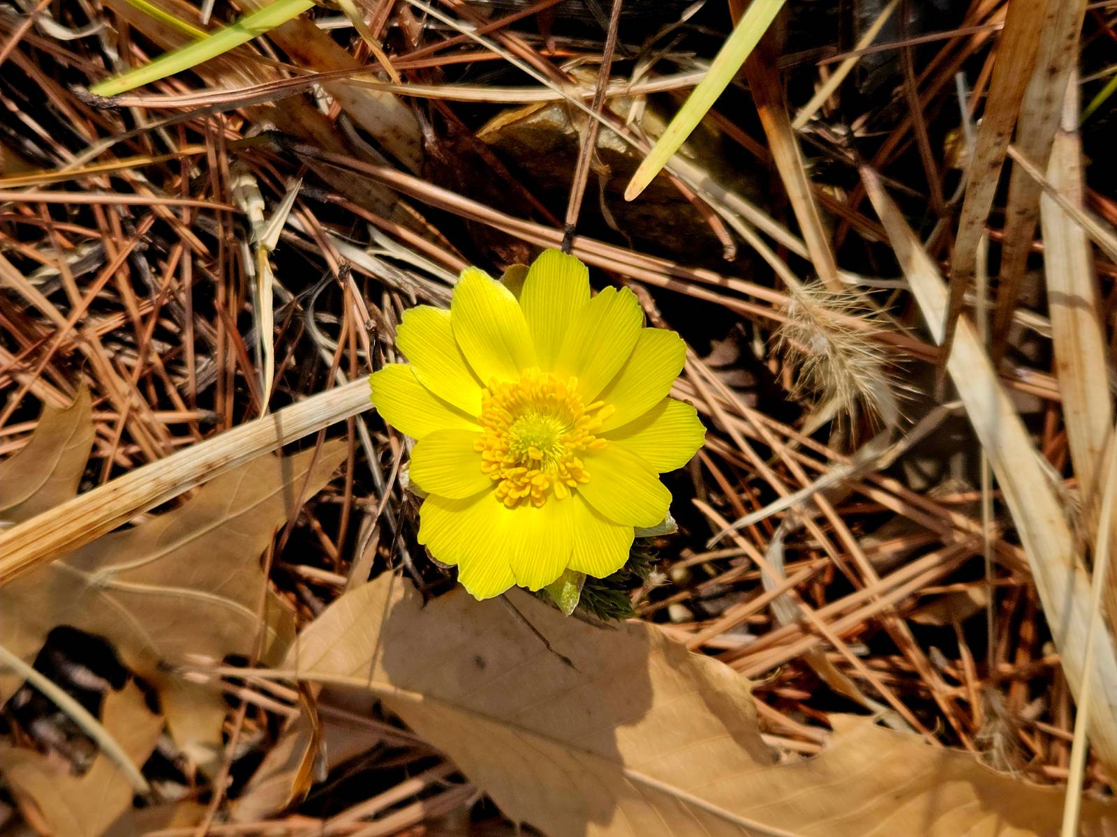 올해 수목원에서 다시 만난 복수초. 이름처럼 올해의 복과 장수(건강)를 빌어본다!&nbsp;