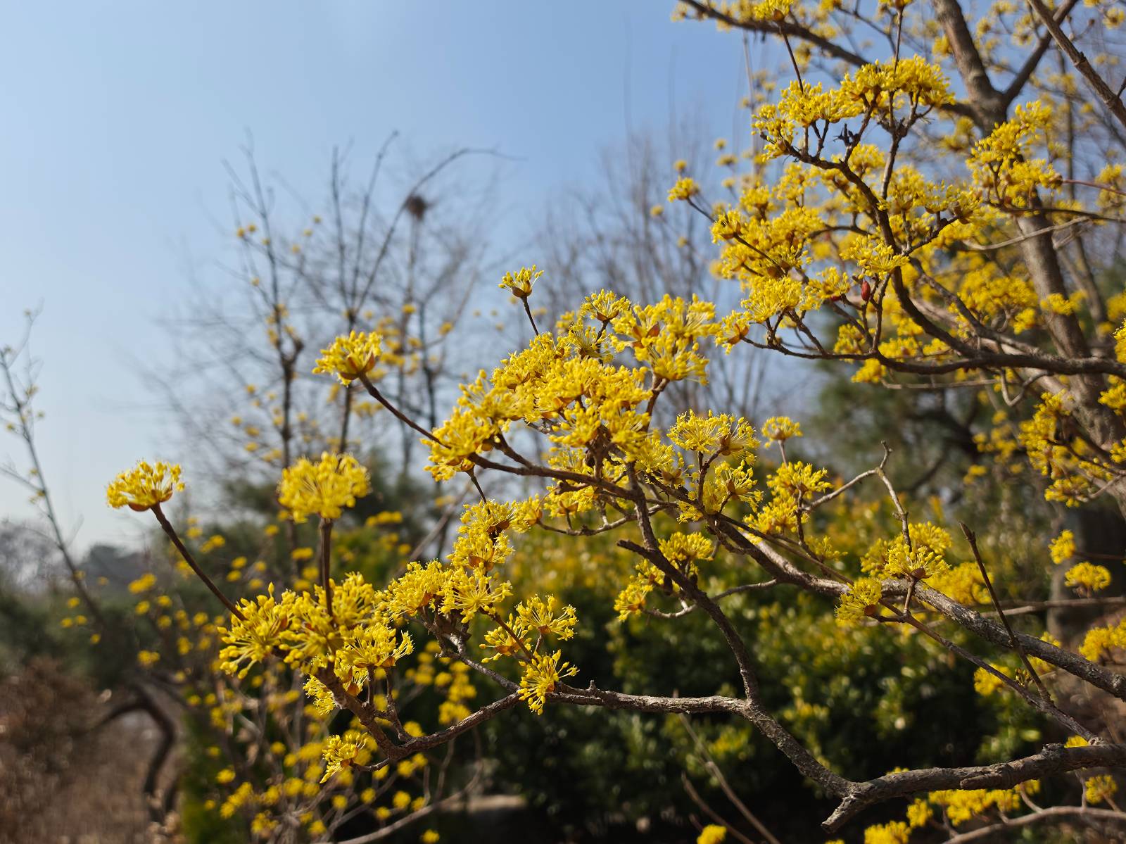 [이 계절 이 식물] 같이 보물 찾아요~ 봄을!의 썸네일 이미지