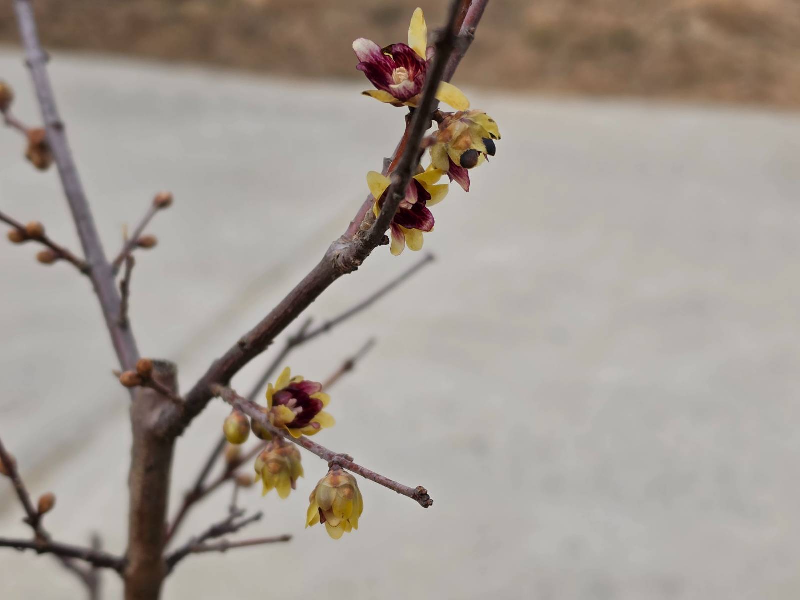 납매! 보기보다 그윽합니다!