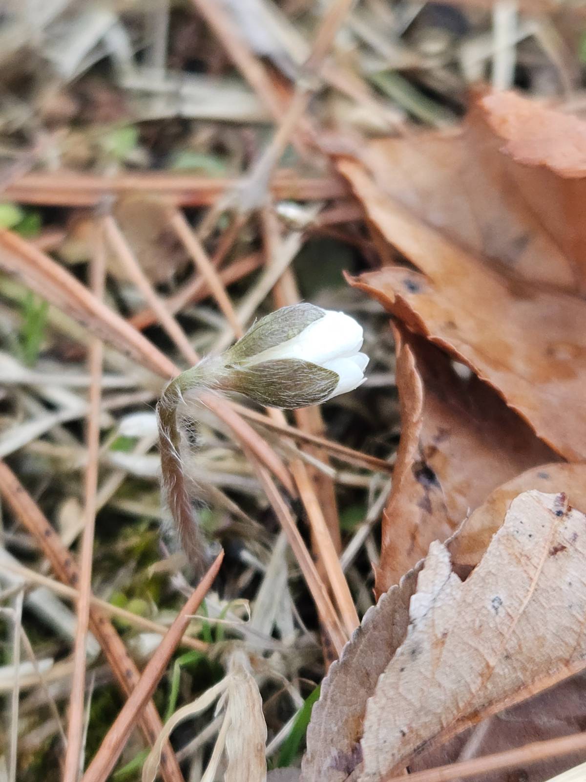 꽃받침부터 노루귀를 닮았죠?