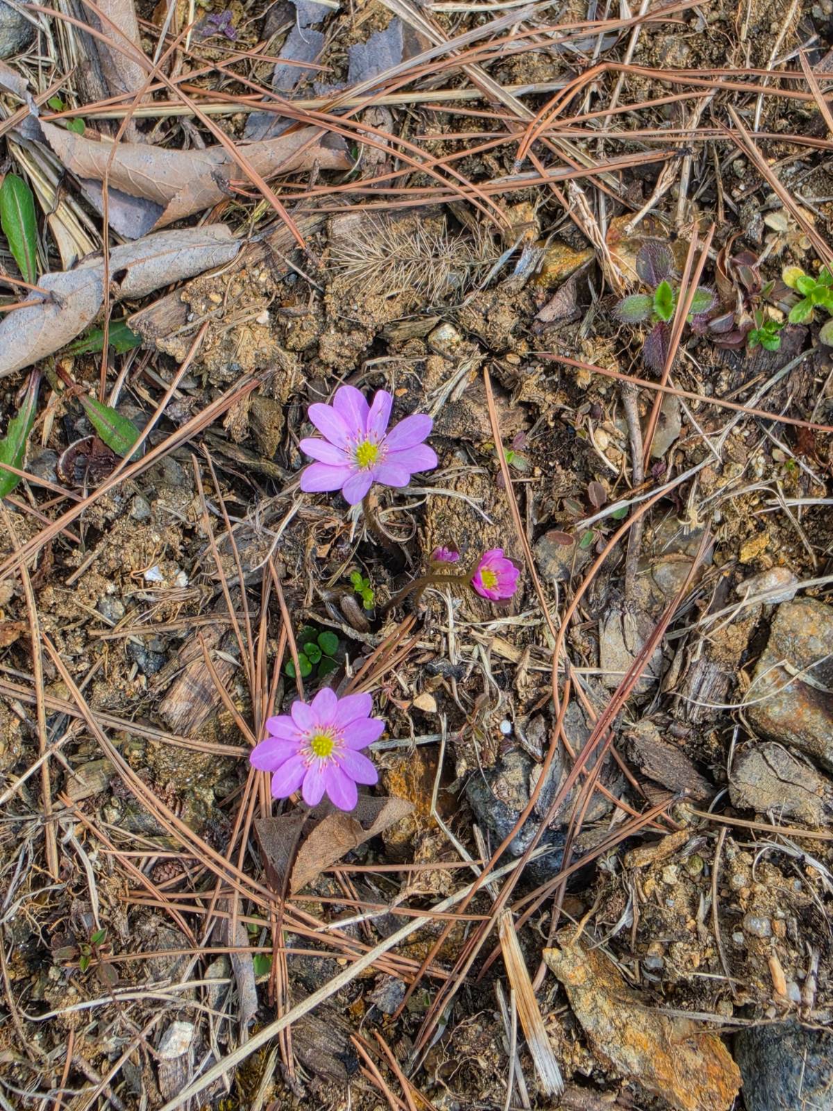 노루귀는 흰색, 분홍색, 보라색 꽃이 핍니다!