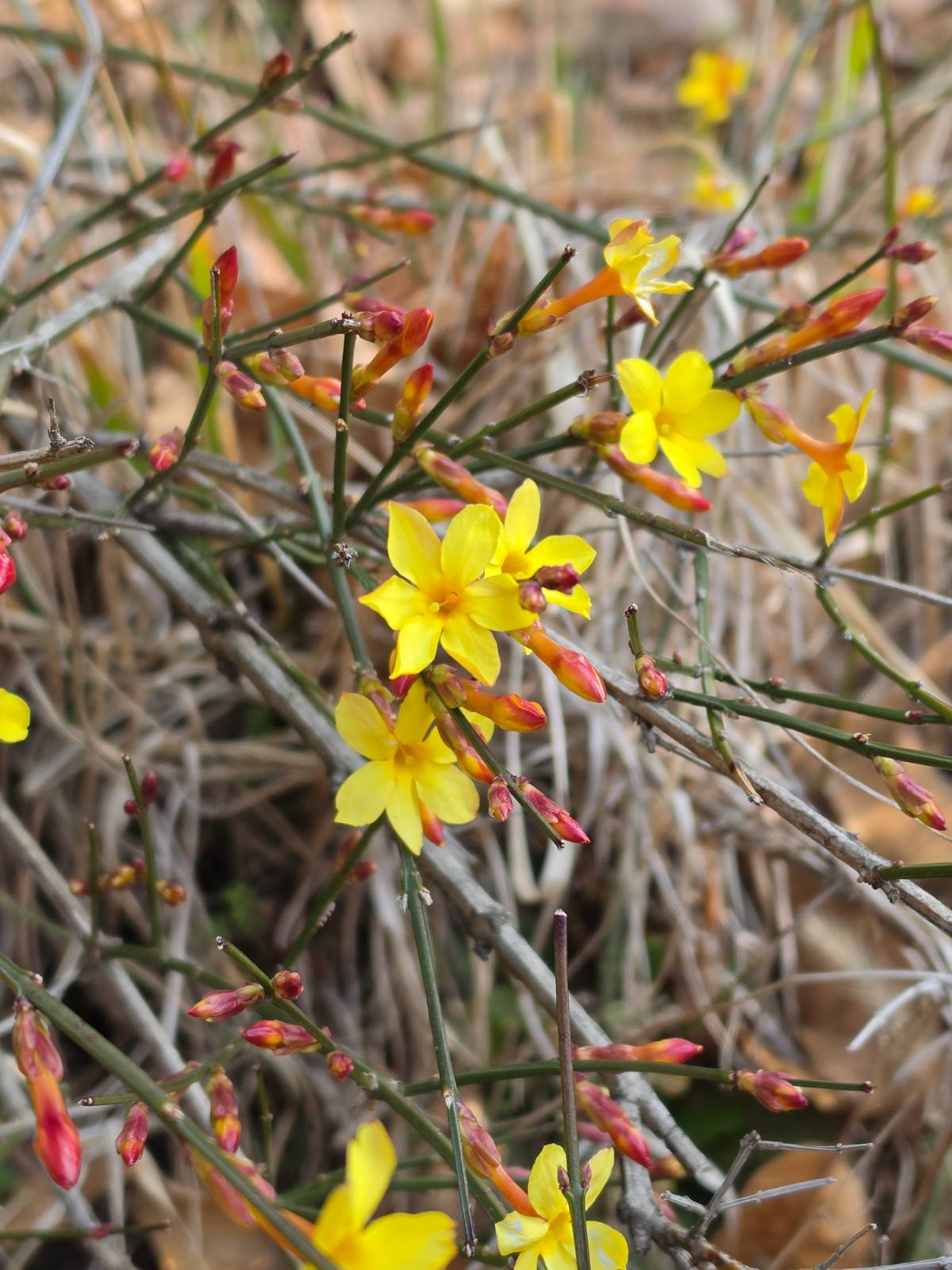 기세 좋은 영춘화