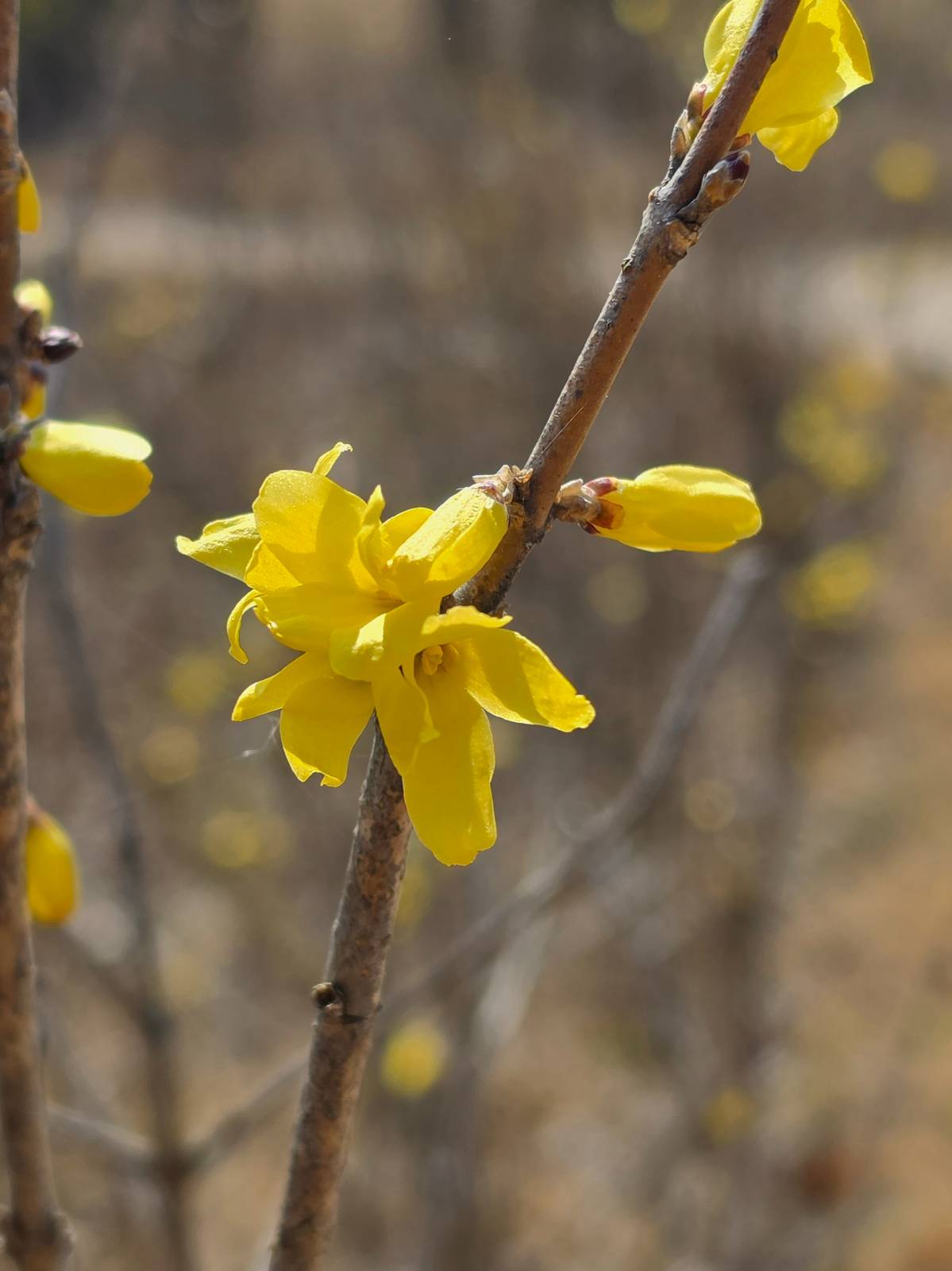 왠지 청순한 개나리