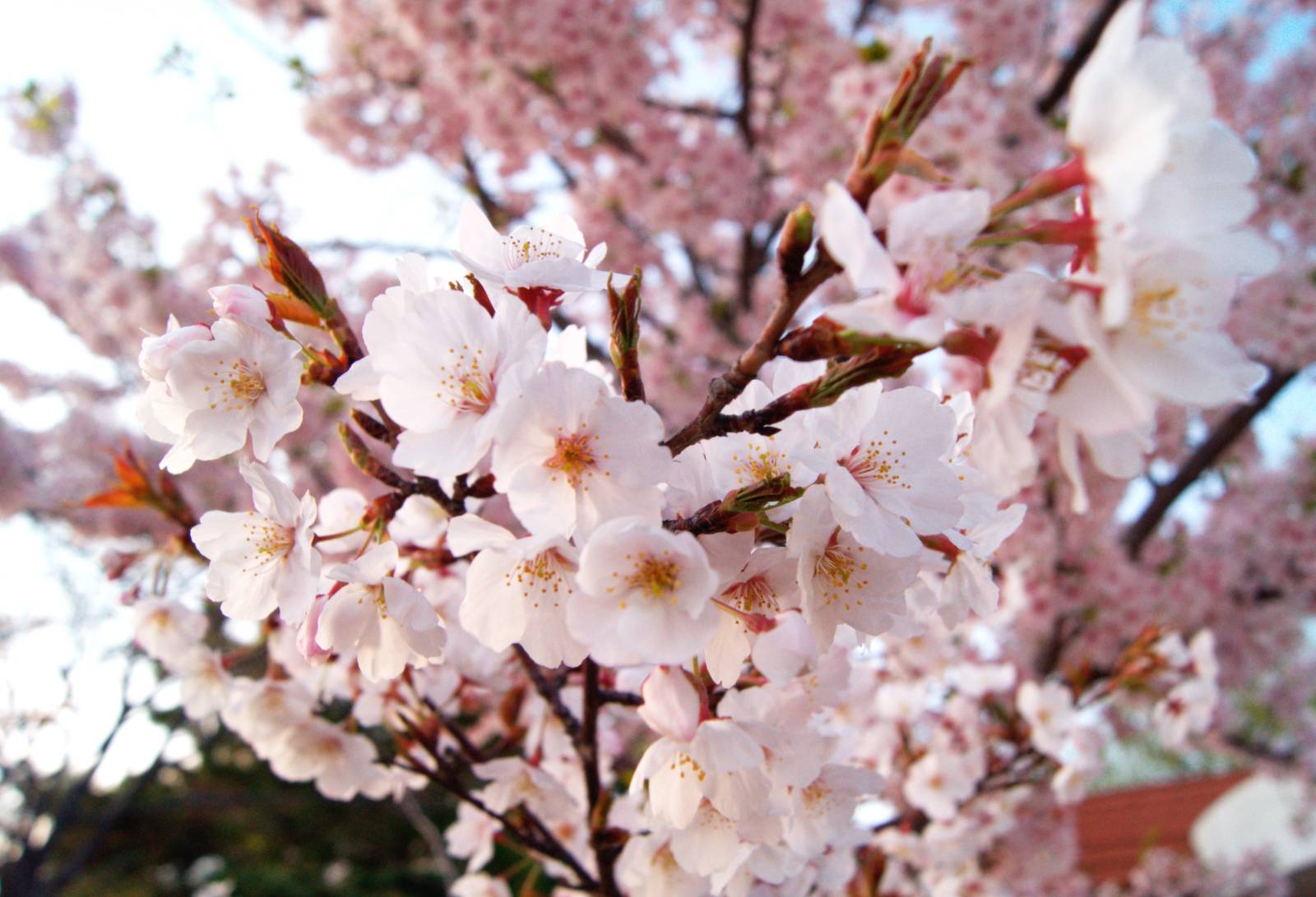 '예쁘다, 예쁘다' 감탄이 절로 나오는 벚꽃. 사실 조금만 달리 생각하면 동네에서도 벚꽃을 충분히 즐길 수 있는데요, 저는 벚꽃 하나를 보기 위해 아주 멀리 떠났던 때가 있었습니다.&nbsp;&nbsp;