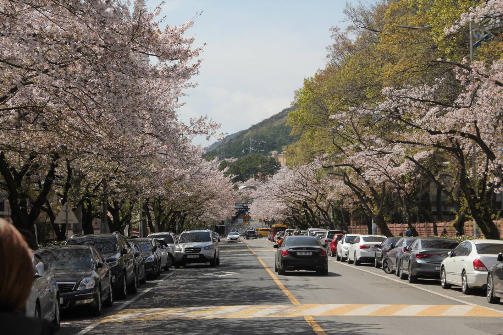 8년 전 진해에서 본 벚꽃도 아름다웠지만,