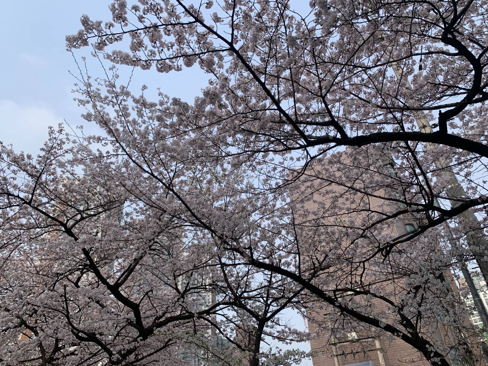 동네를 오가다 손쉽게 만나는 벚꽃도 충분히 아름다워요.