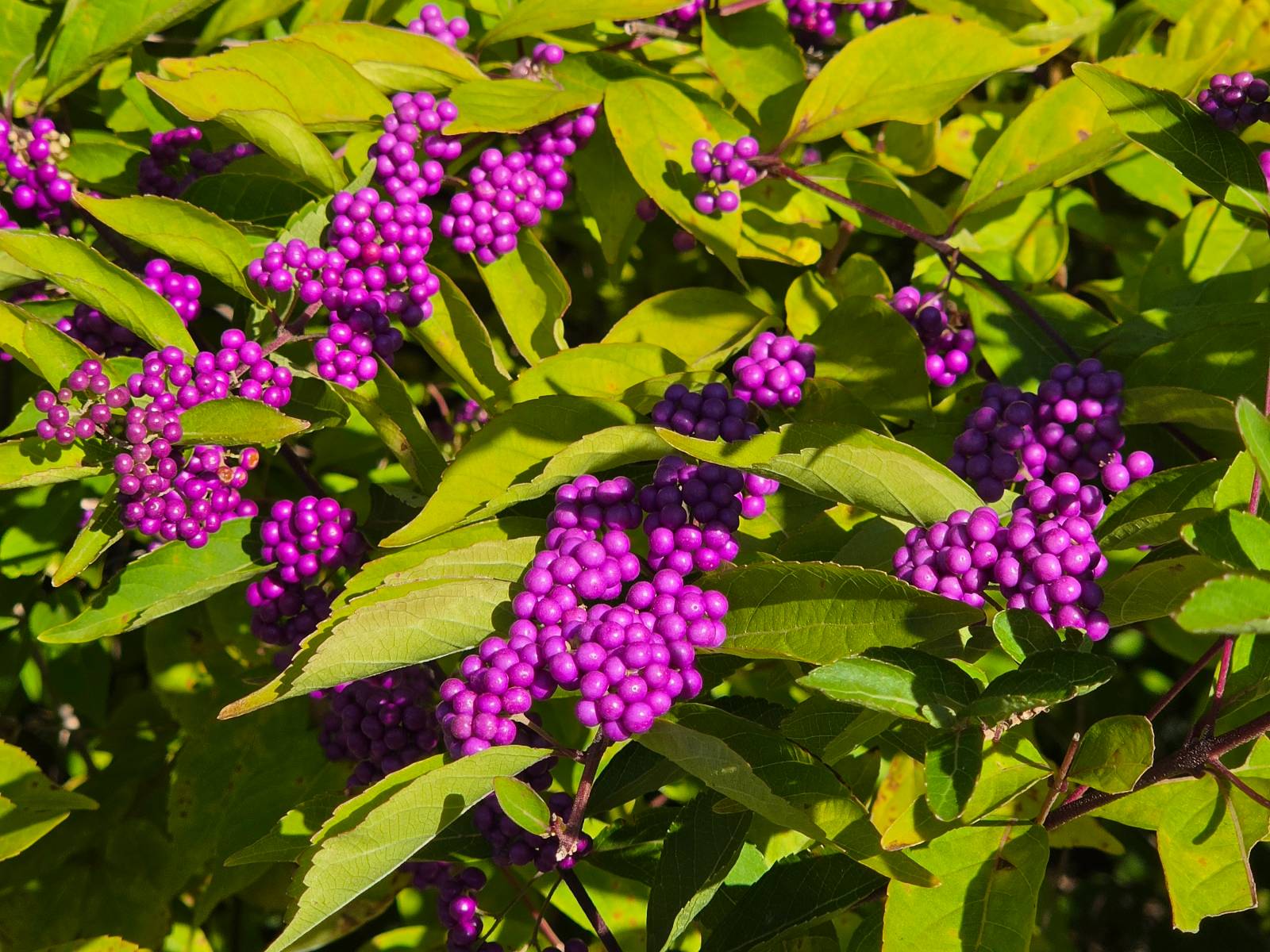 💜보라보라한 좀작살나무💜