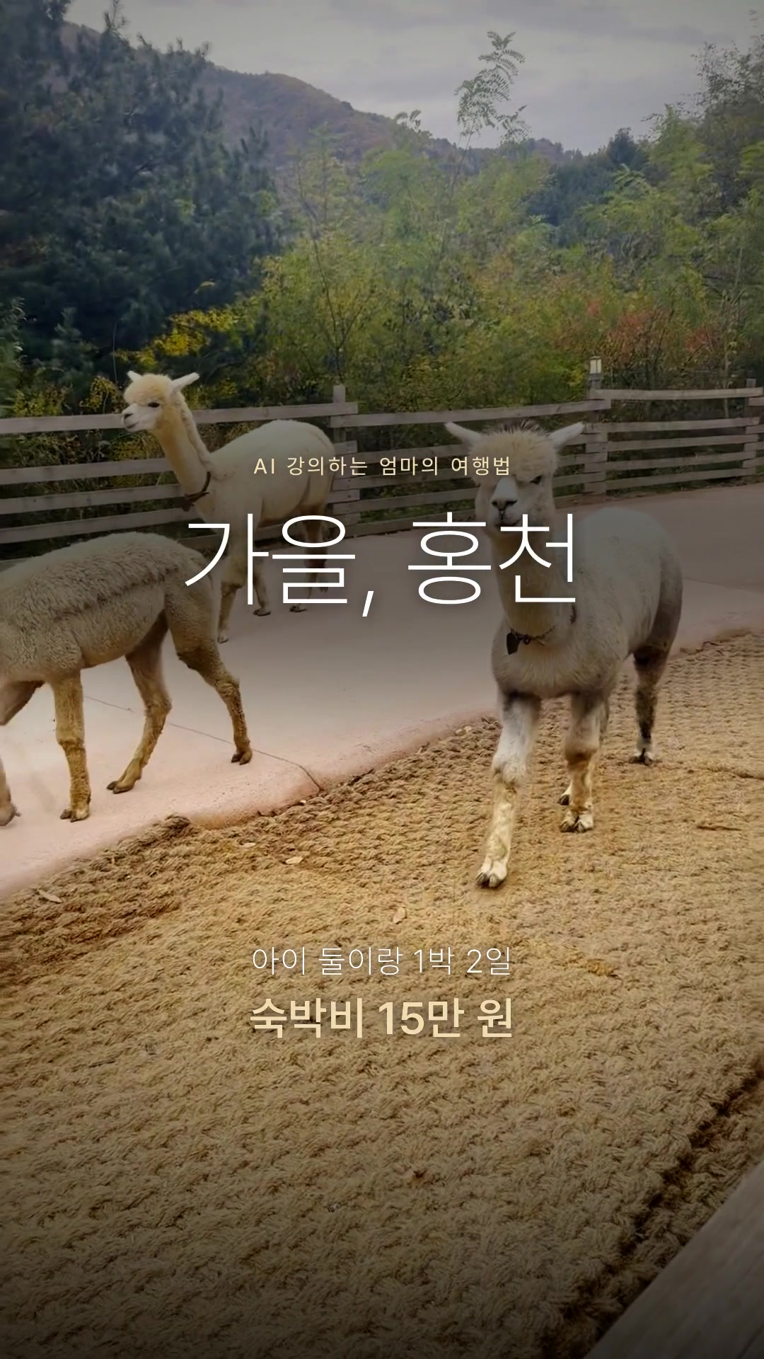 완성된 릴스의 첫 장면. 달려오는 알파카 위에 '가을, 홍천'