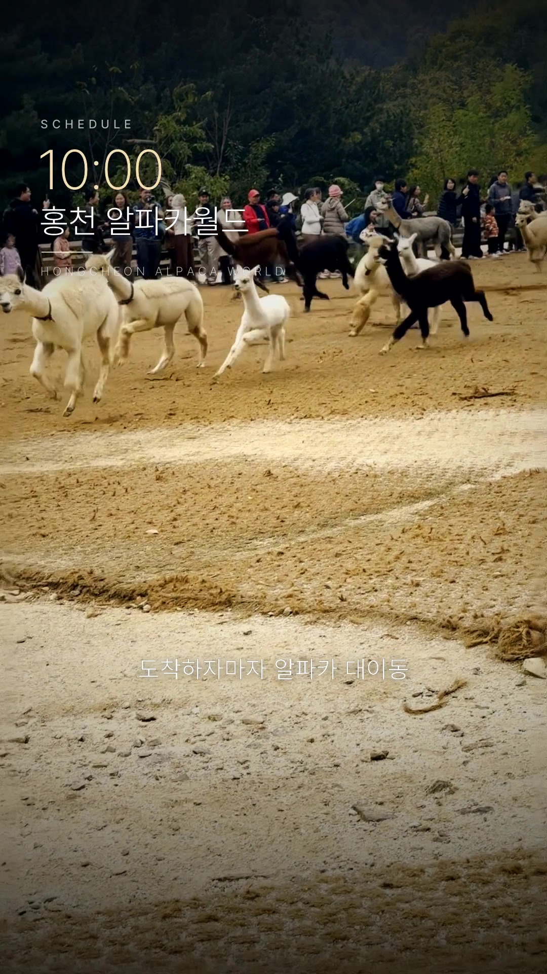 10:00 홍천 알파카월드'. 시간이 곧 챕터 제목