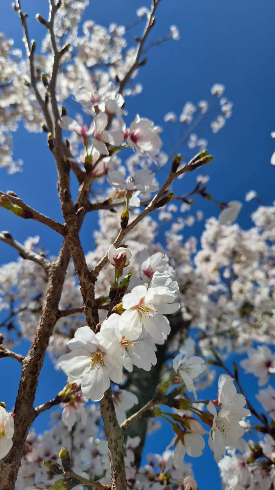 따뜻한 꽃과같이 좋은 하루들만 보내시길..