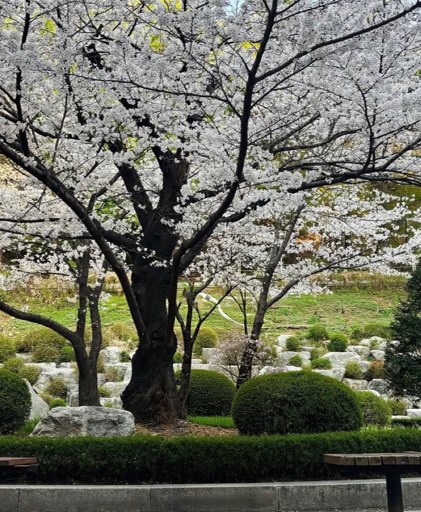 캠퍼스에 누운 문장들, 4.나무의 기적의 썸네일 이미지