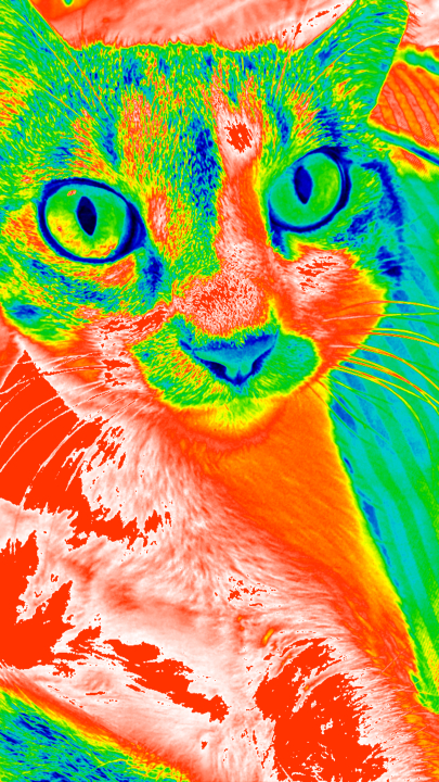 첨부 이미지