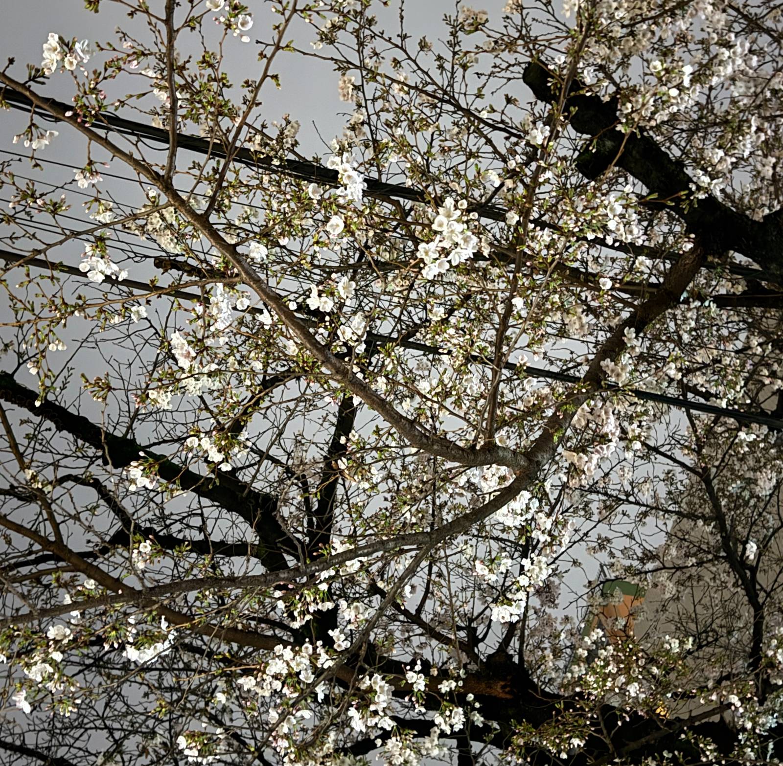 [부암댁의 일본食여행] vol.3 추운 벚꽃구경과 함께하는 식여행의 썸네일 이미지