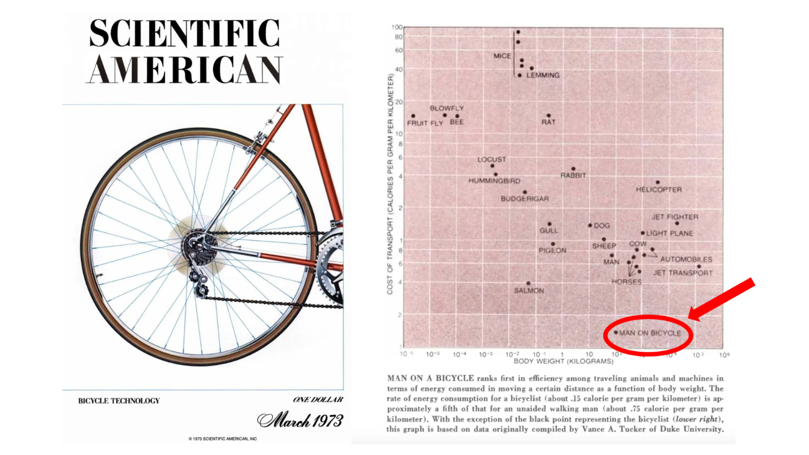 <동물 이동 에너지 효율 차트, 출처: Scientific American(1973)>