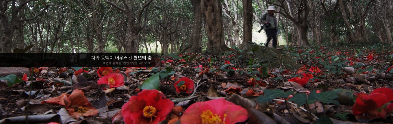 출처: 백련사 공식홈페이지