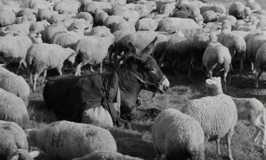 로베르 브레송 <당나귀 발타자르>(1996)의 마지막장면 갈무리