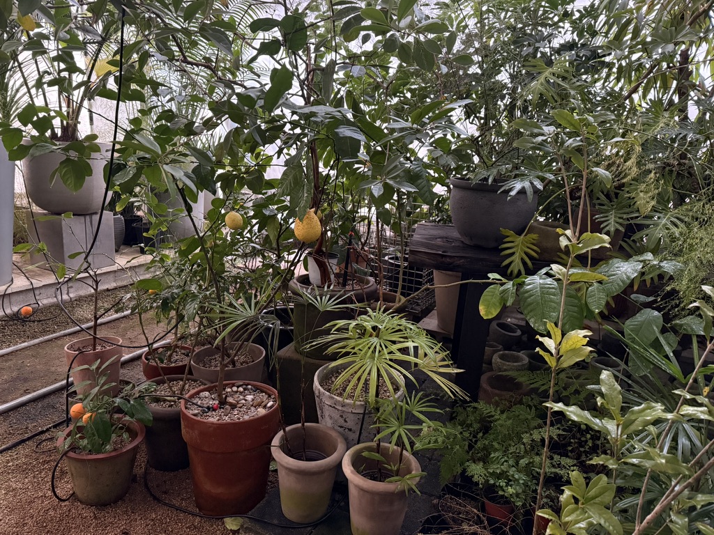 레몬과 오렌지가 열린 성남시의 한 농장