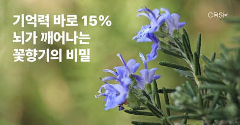 기억력 15% 향상! 향기 하나로 뇌가 깨어납니다. 의 썸네일 이미지