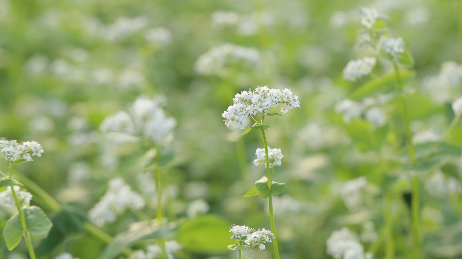 무르익은 봄, 5월에 피는 메밀꽃