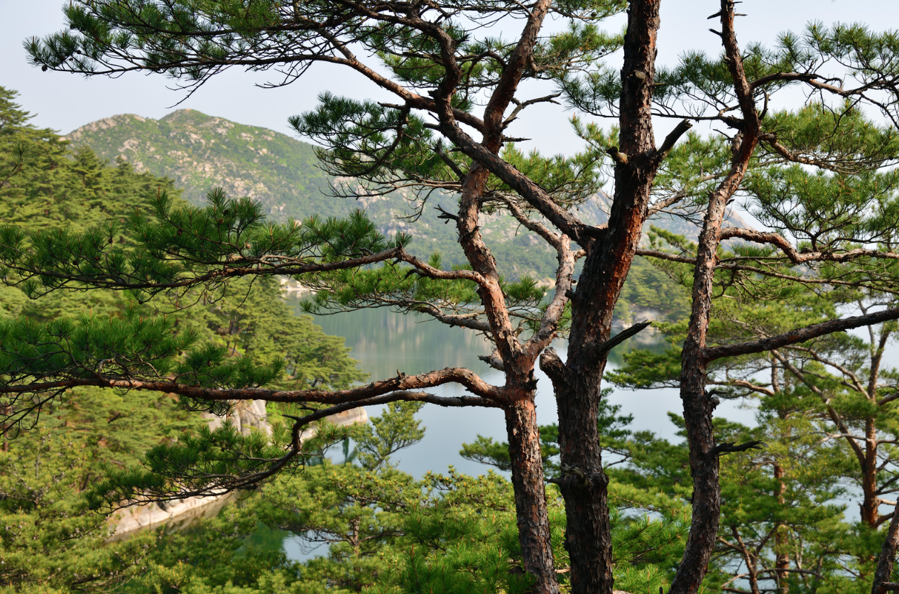 북한 지역의 소나무