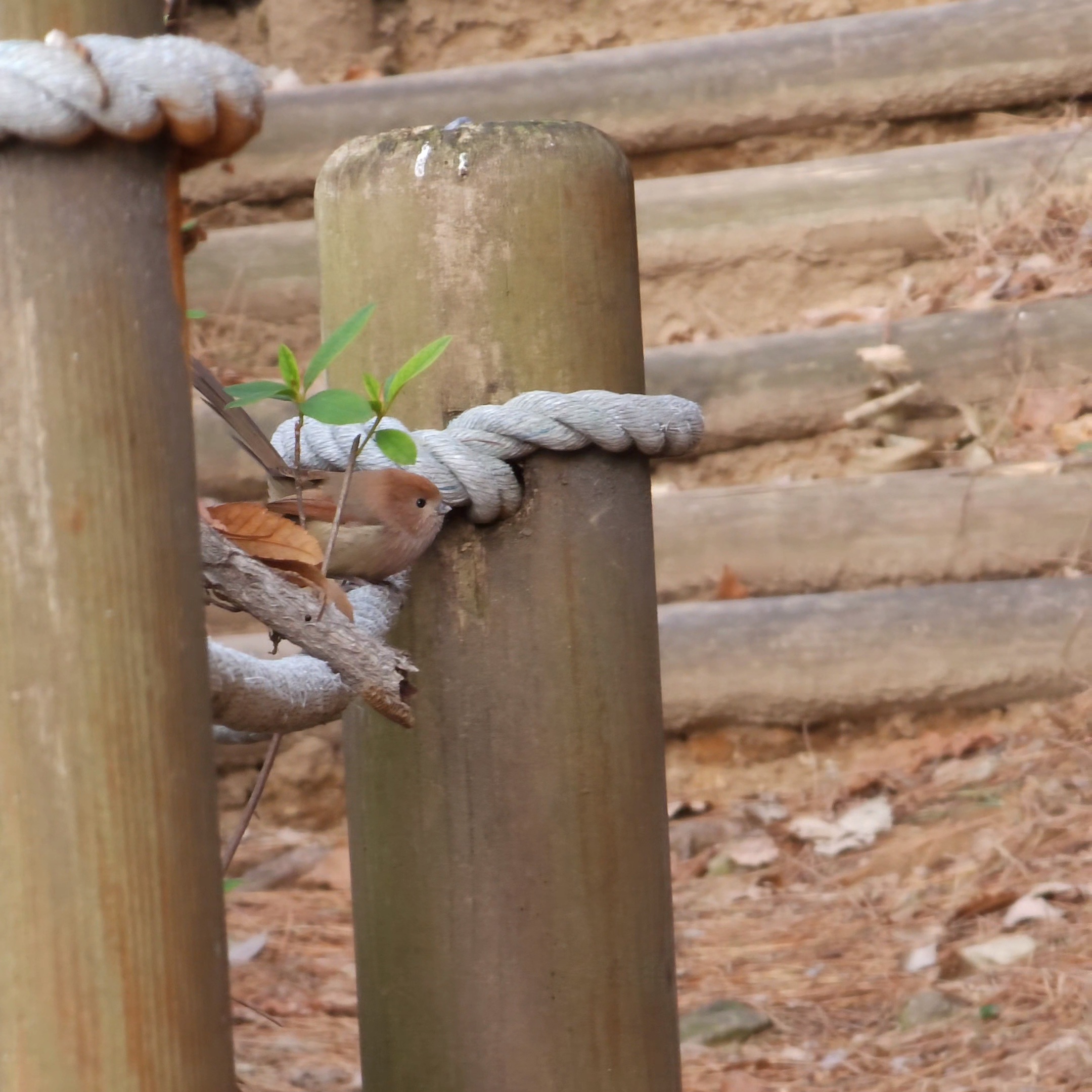 붉은머리오목눈이(뱁새)