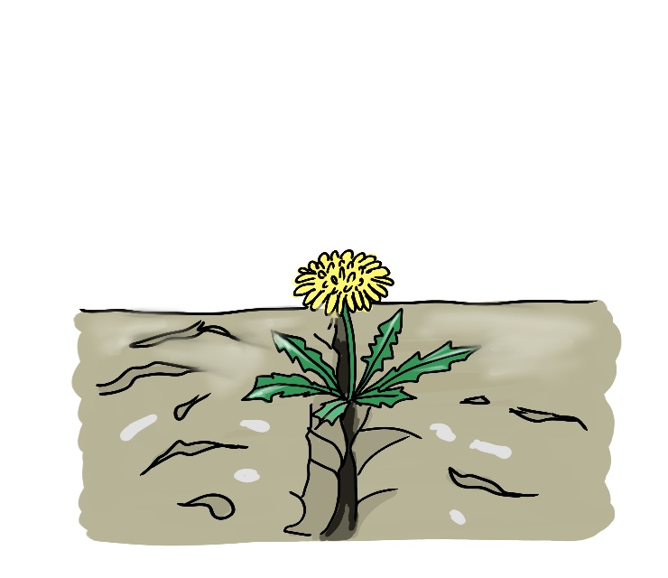 틈새에서 피어난 봄의 썸네일 이미지