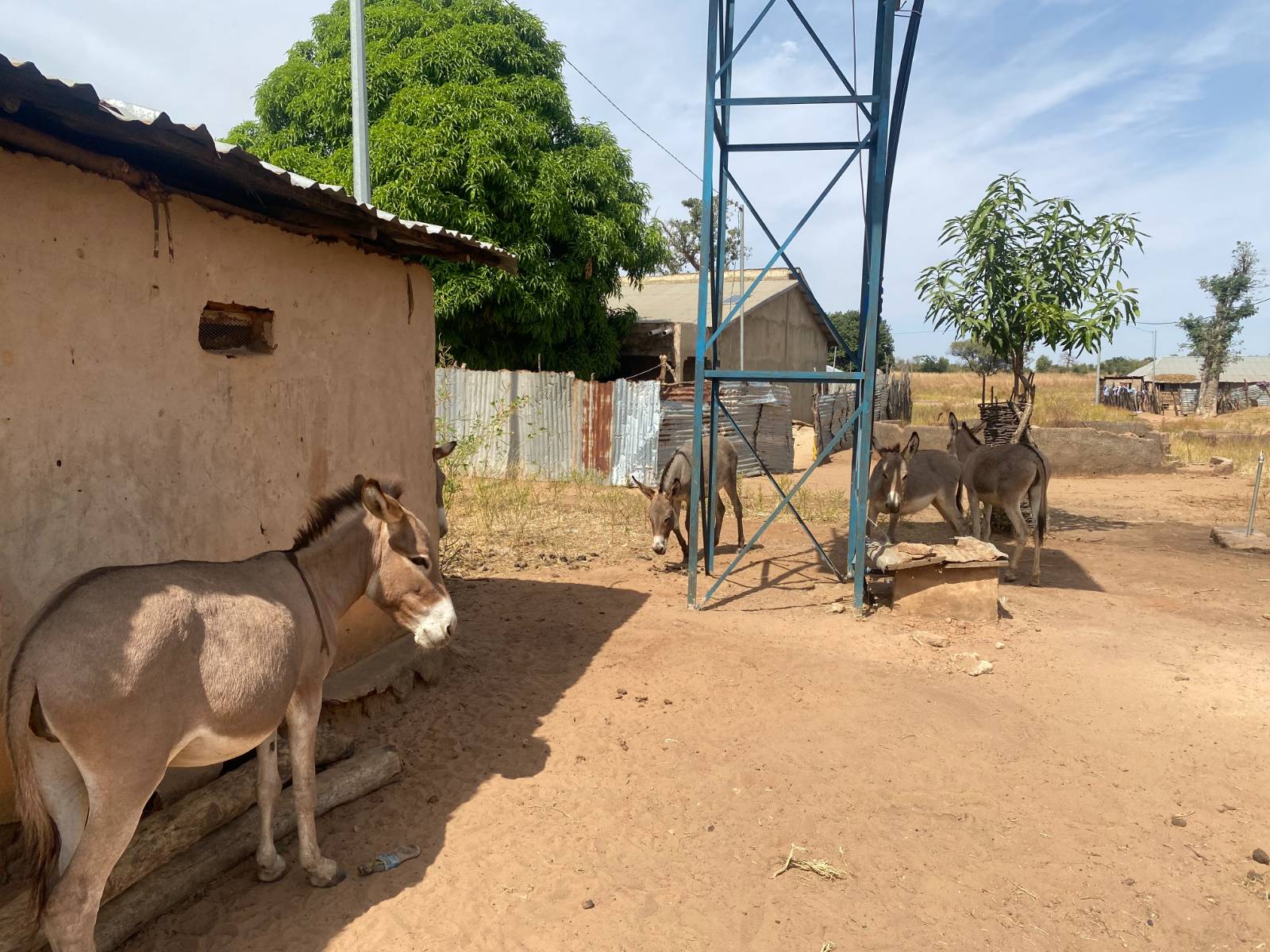 Main modes of transportation in rural Gambia