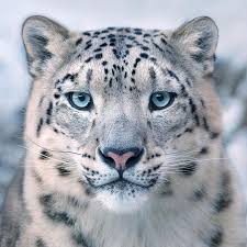 Snow leopards’ low genetic diversity puts future at risk (눈표범의 낮은 유전적 다양성이 종의 미래를 위협한다?) 의 썸네일 이미지