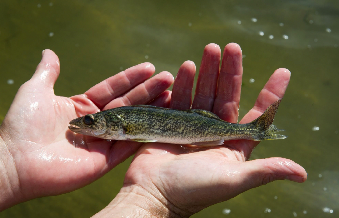 😿 Fishes, young and old, are shrinking in Michigan’s inland lakes (미시간 내륙 호수에서 어린 물고기부터 늙은 물고기까지 모두 작아지고 있다?)의 썸네일 이미지