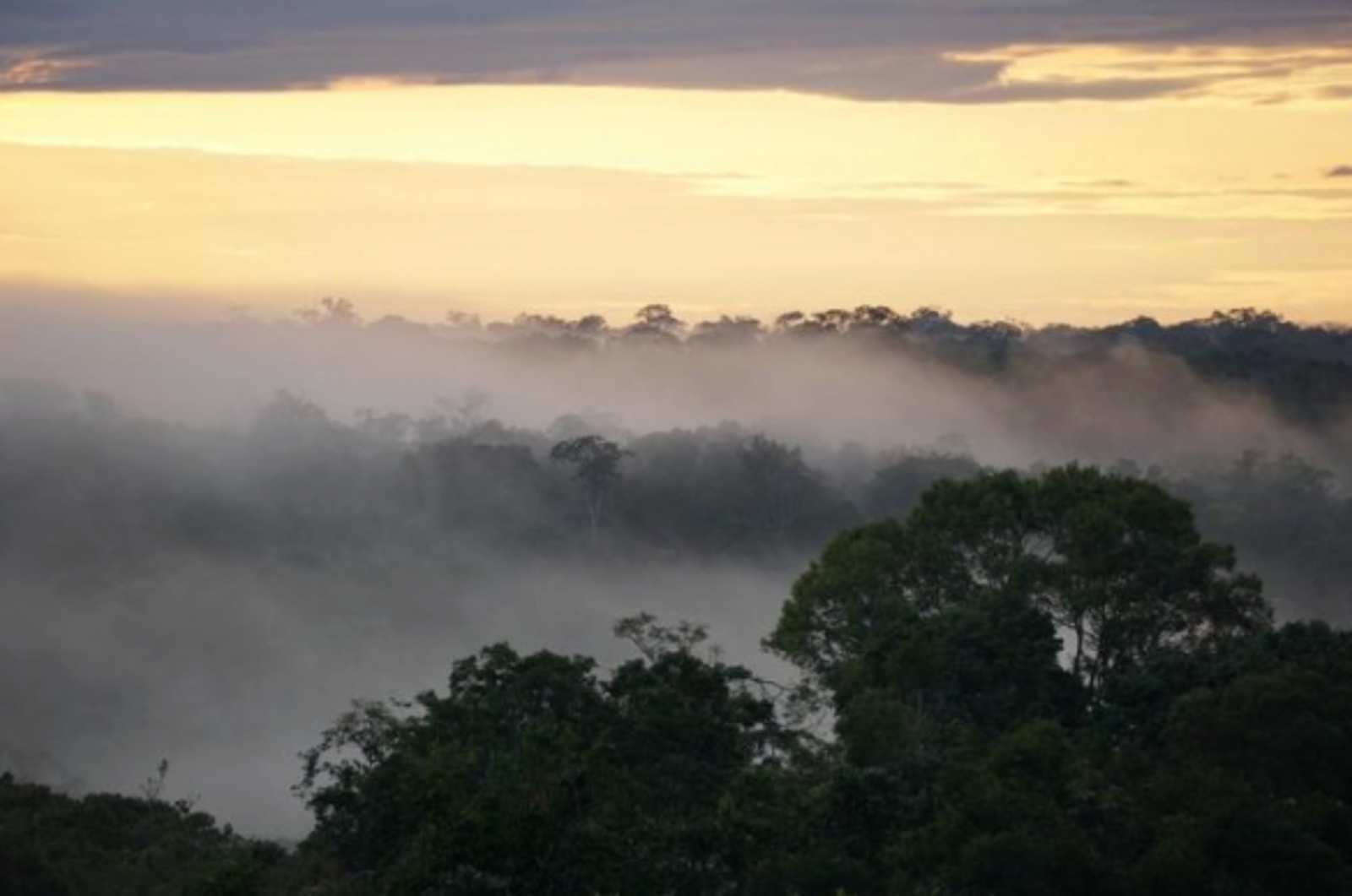 🌍 A new ‘hypertropical’ climate is emerging in the Amazon (아마존 열대우림에 새로운 형태의 극단적 열대 기후가 형성되고 있다?)의 썸네일 이미지